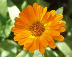 Calendula Absolute Oil